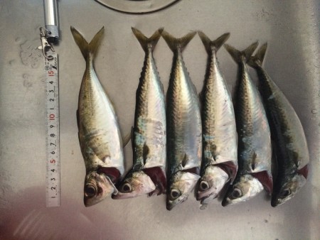 アジングでアジ＆サバ