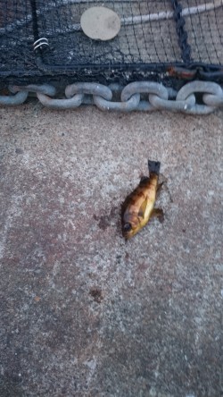 遠征３日目です