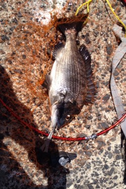 のんびり紀州釣り