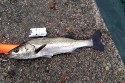 繊細なバイトに四苦八苦