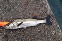 繊細なバイトに四苦八苦