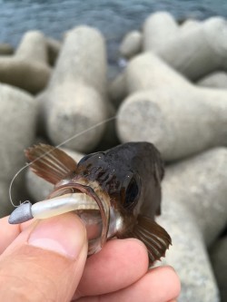 夕マズメアジング