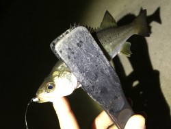 ナイトアジング〜！