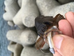 夕マズメアジング