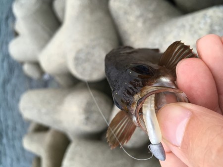 夕マズメアジング