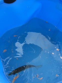 サッパが釣りたくて…