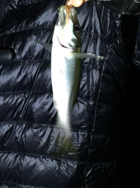 ナイトアジング〜！