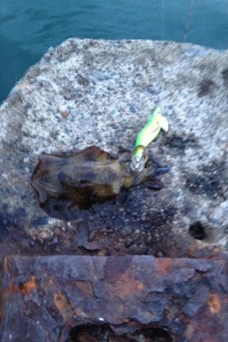 エギング時々アジング