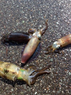 玉川漁港周辺の磯にて釣果20匹