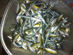 ファミリーフィッシング大漁