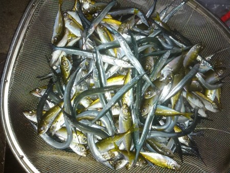 ファミリーフィッシング大漁