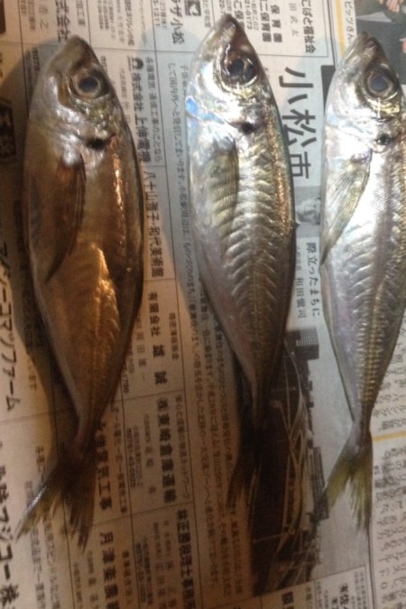 エギング時々アジング