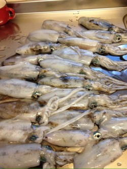 玉川漁港周辺の磯にて釣果20匹