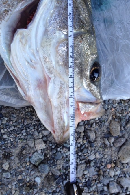 1投目60アップヒット