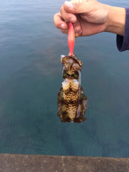 秋イカは何処へ？