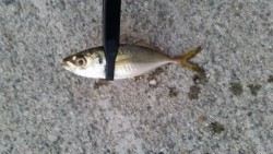 アジング遠征2日目