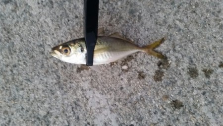 アジング遠征2日目