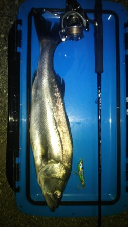 シーバストップ釣行