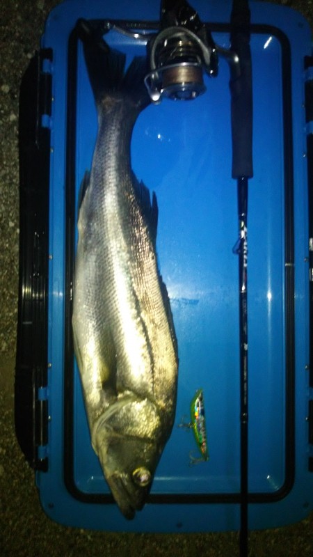 シーバストップ釣行