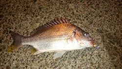 マイクロジグで