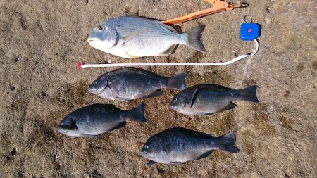 鬼ヶ城の岩場は天国