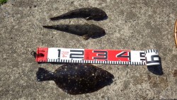 砂物祭り！！！