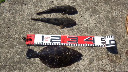 砂物祭り！！！