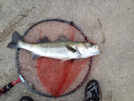 自己記録更新 70アップランカーシーバスキ…