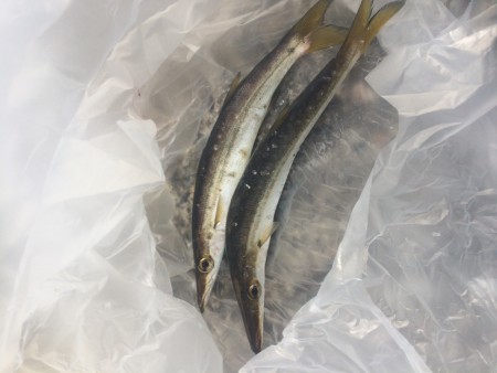 フラットフィッシュが釣りたい