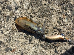 がんばってみたものの…