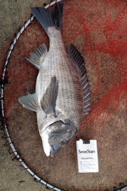 秋シーズン初フカセ