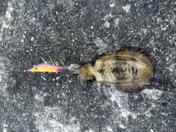 アオリイカ新子