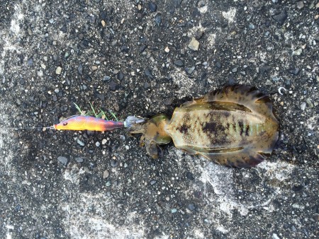 アオリイカ新子