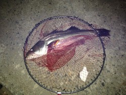 今月2本目 ランカーキャッチ