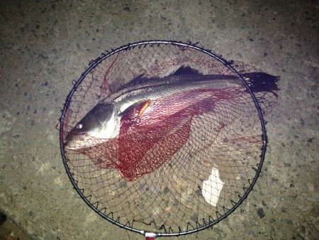 今月2本目 ランカーキャッチ