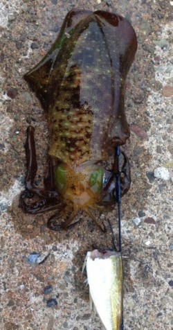 アオリイカも渋いが．．．