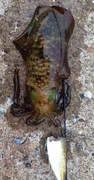 アオリイカも渋いが．．．