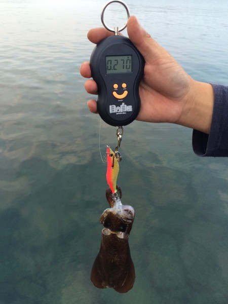 秋イカは何処へ？