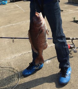 フラットフィッシュを狙うも．．．