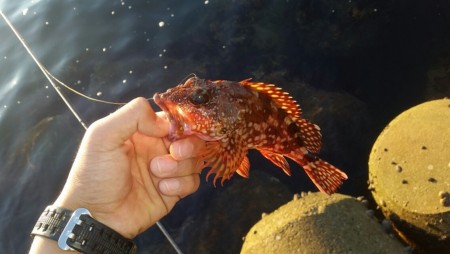 アジング遠征2日目