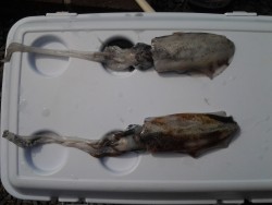 ビギナーズラック(^^)