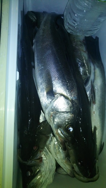 シーバストップ釣行