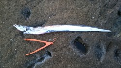 鬼ヶ城の岩場は天国