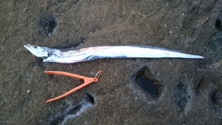 鬼ヶ城の岩場は天国