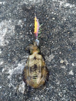 アオリイカ新子