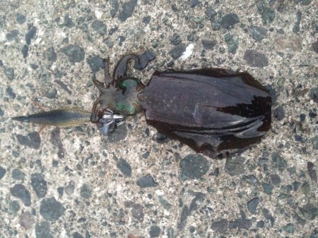 がんばってみたものの…