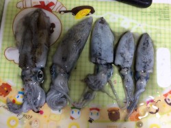 アオリイカも渋いが．．．