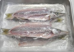 フラットフィッシュが釣りたい