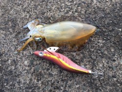 終盤?序盤?どっち