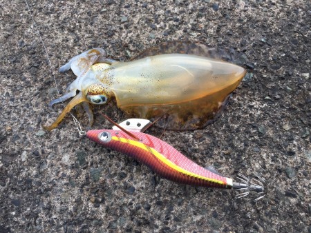 終盤?序盤?どっち